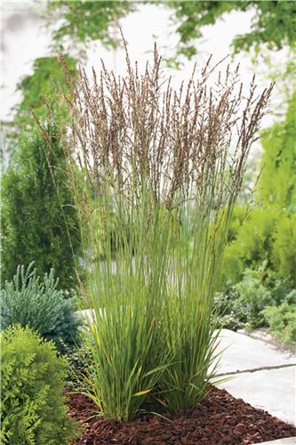 Molinia caerulea Heidezwerg