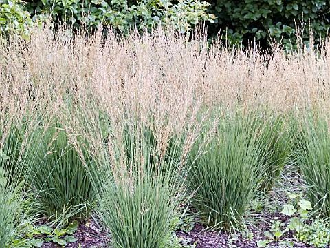 Molinia caerulea Moorflamme