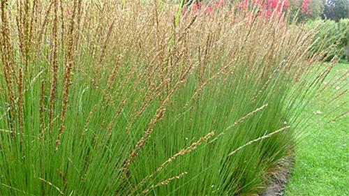 Molinia caerulea Overdam