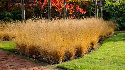 Molinia caerulea Paul Peterson