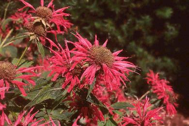 Monarda 'Gardenvie