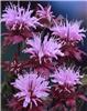 Monarda Beauty of 