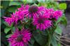 Monarda Bee Free 1
