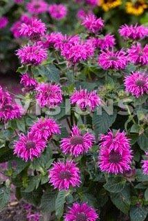 Monarda Bee Free