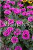 Monarda Bee Free
