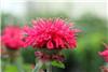 Monarda Bee Happy 1