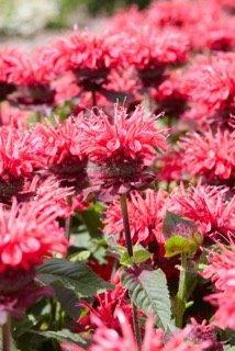Monarda Bee Happy