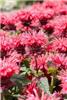 Monarda Bee Happy