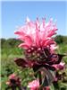 Monarda Bee Lieve 1
