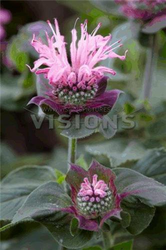 Monarda Bee Lieve