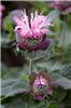 Monarda Bee Lieve