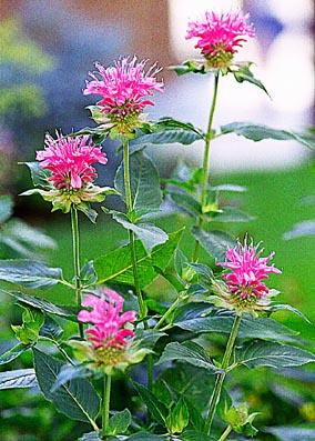 Monarda didyma 'Ma