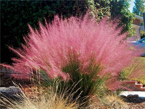 Muhlenbergia Capillaris