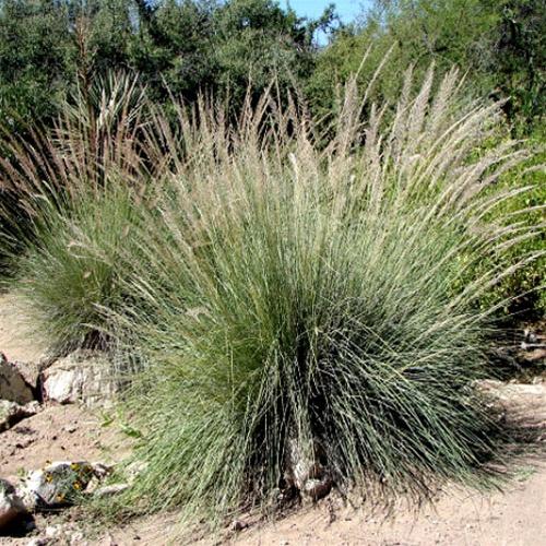 Muhlenbergia lindheimeri
