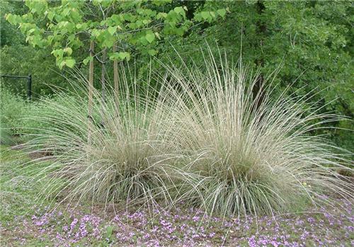 Muhlenbergia rigens