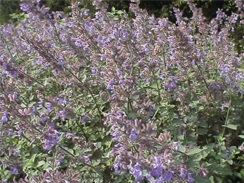 Nepeta faassenii '