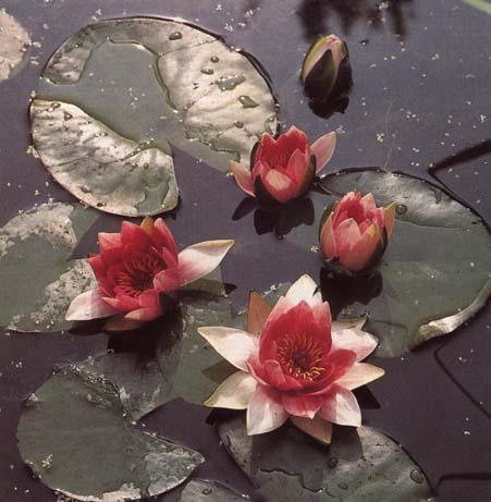 Nymphaea Attractio