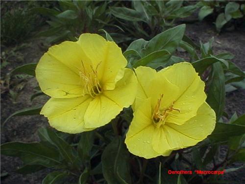 Oenothera macrocar