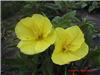 Oenothera macrocar