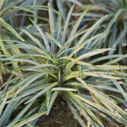 Ophiopogon japonicus Minor Variegata