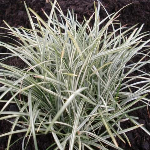 Ophiopogon japonicus Silver Mist