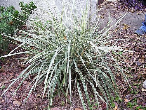 Ophiopogon japonicus Variegatus