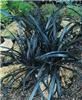 Ophiopogon planisc