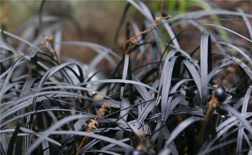 Ophiopogon planiscapus Black Dragon