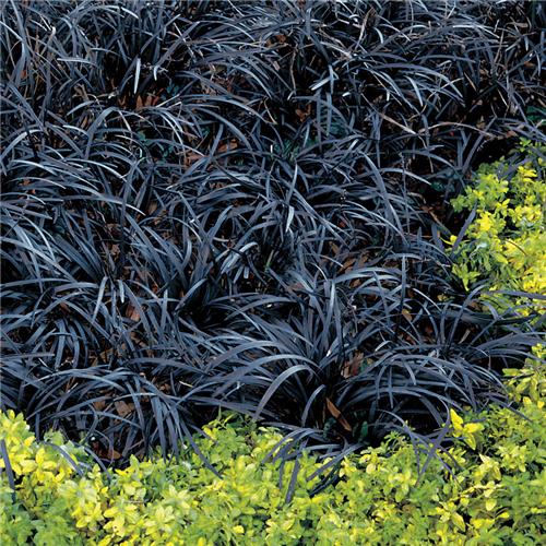 Ophiopogon planiscapus Nigrescens