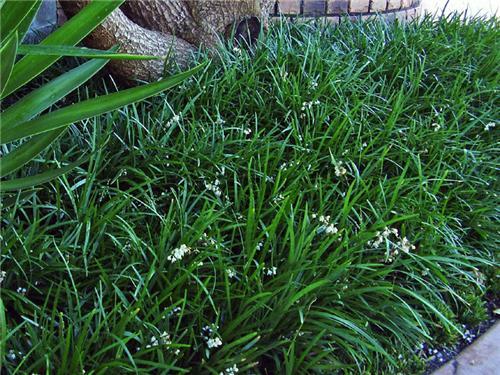 Ophiopogon planiscapus