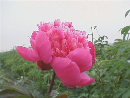 Paeonia (LD) Amabi