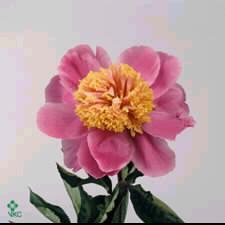 Paeonia (LD) Doree