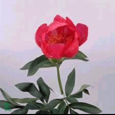 Paeonia (LD) Flame