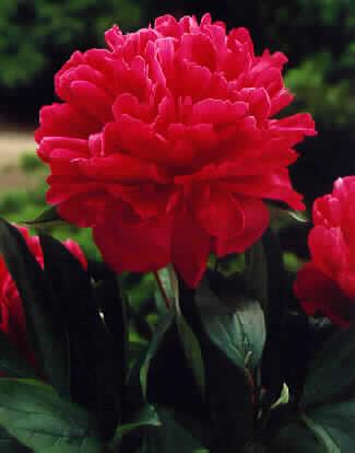 Paeonia (LD) Inspe