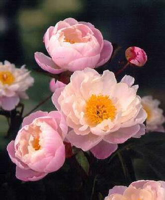 Paeonia (LD) Lady 