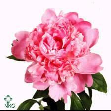 Paeonia (LD) Monsi