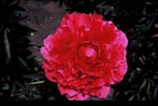Paeonia (LD) kansa