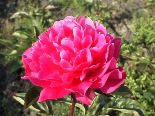 Paeonia (LD) victo
