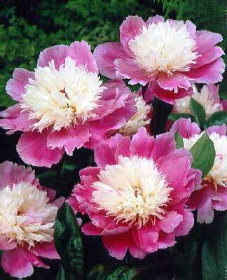 Paeonia (LS) Bowl 
