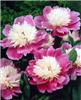 Paeonia (LS) Bowl 