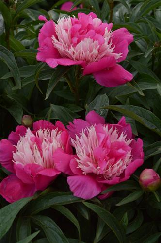 Paeonia Fantastic
