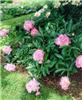 Paeonia officinali