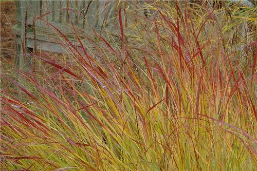 Panicum Hanse Herms