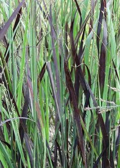 Panicum J.S. Blue Darkness