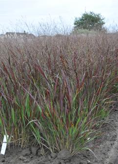 Panicum J.S. Dark Night