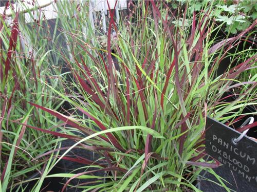 Panicum Oxblood Autumn