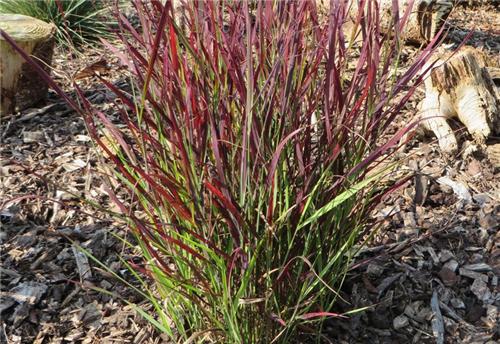 Panicum Sangria