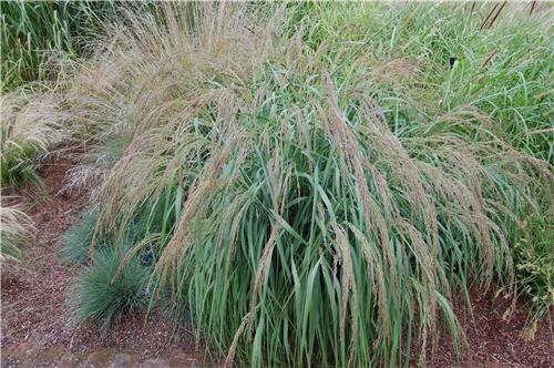 Panicum amarum
