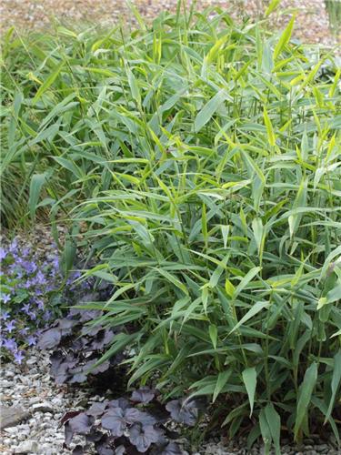 Panicum clandestinum