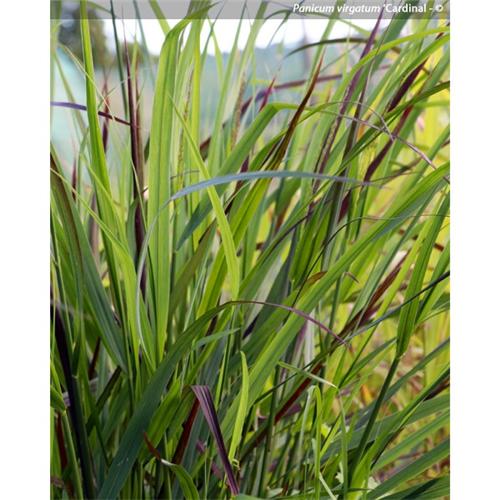 Panicum virgatum Cardinal